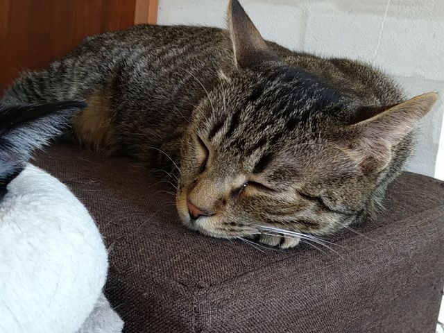 キジトラが大好きなんだぁー!!_保護猫カフェtormenta
