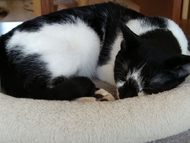 寝てる姿もまた善きかな_保護猫カフェtormenta