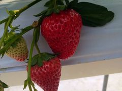 あちきさんのかぐや農園への投稿写真1