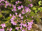 tarrさんの汗見川渓谷の投稿写真1