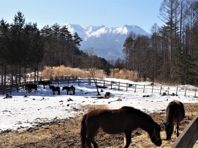 放牧場の奥に御嶽山_御嶽山(長野県飯島町)