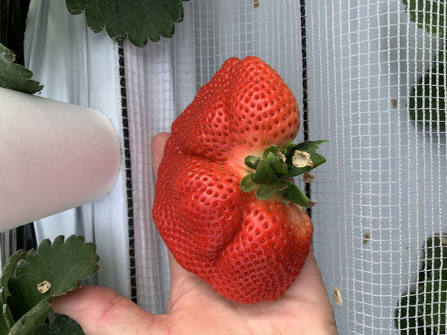 サイズにびっくり_元気farm