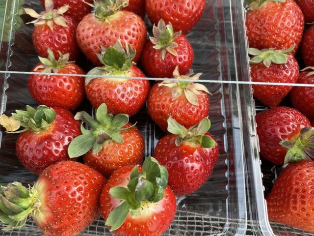 とても甘いあまおうを、お土産に持って帰りました。_谷口観光いちご園