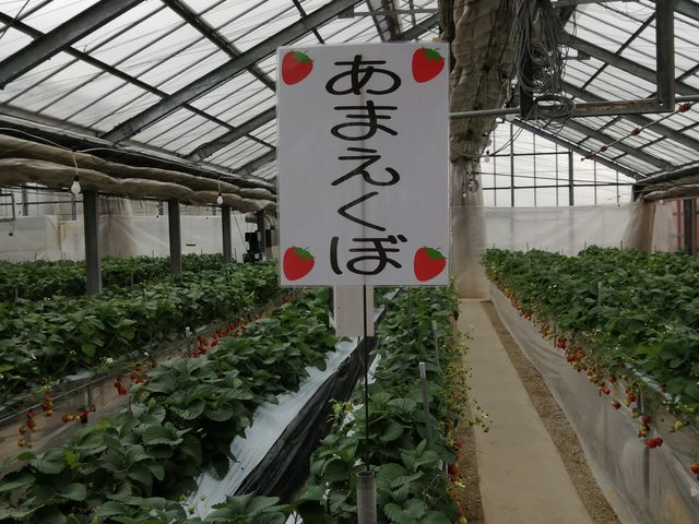 とてもキレイです!_いちごファーム ふじむら