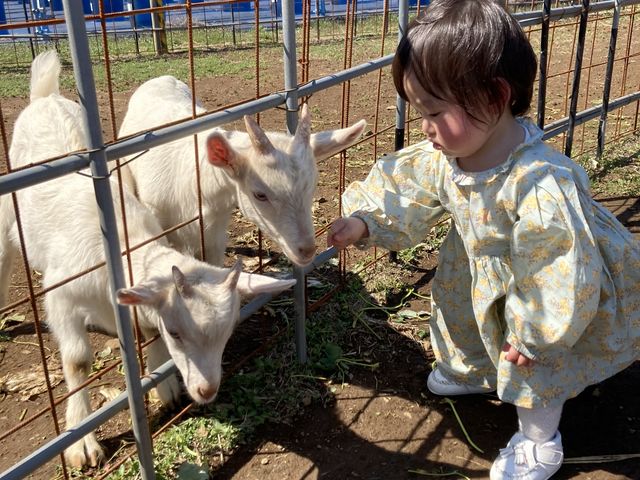 ヤギさんとも楽しめました!_厚木農園 Atsugi-Nouen