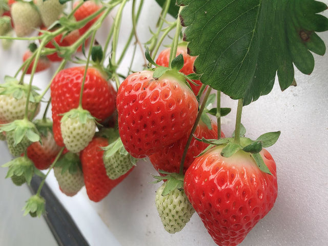 大きないちごが、たくさん!_花祭いちごの谷