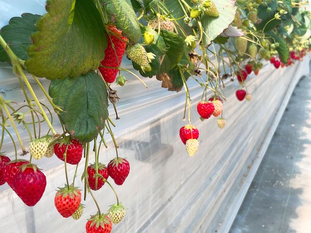 紅ほっぺ_高梨いちご園