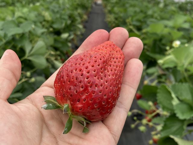 takuさんのかりゆし苺園の投稿写真2