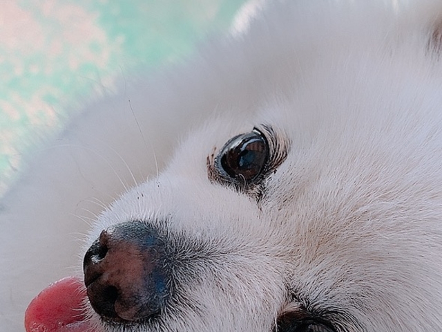 ゆっくり膝に乗せてなでなでできます。_わんわん動物園