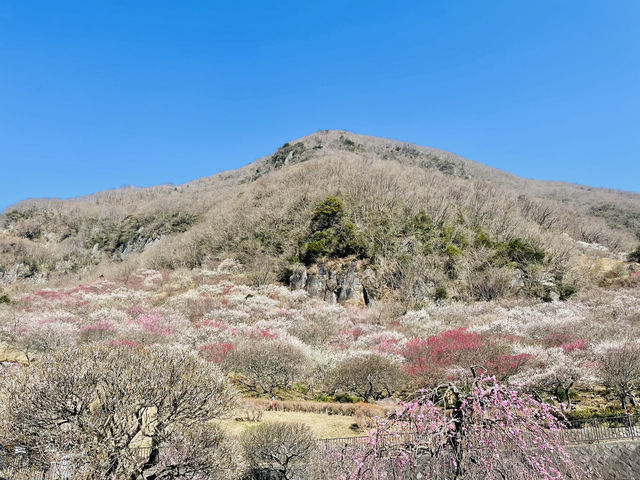 湯河原梅林 七分咲き
_幕山 湯河原梅林
