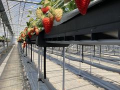 つーちゃんさんの厚木農園 Atsugi-Nouenへの投稿写真1