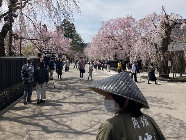 初めての人力車体験。安定した走りで、目線が高くなり武家屋敷ミニ知識も教えてくれて楽しかったです。_桧木内川堤の桜並木