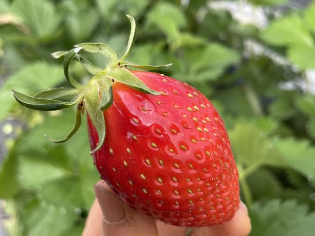やよいひめ_苺園かめハウス