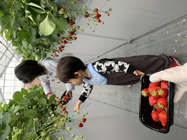安全なハサミでチョキチョキ_上原さんちのいちご畑