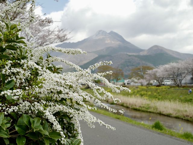 雪柳と由布岳_大分川の眺め