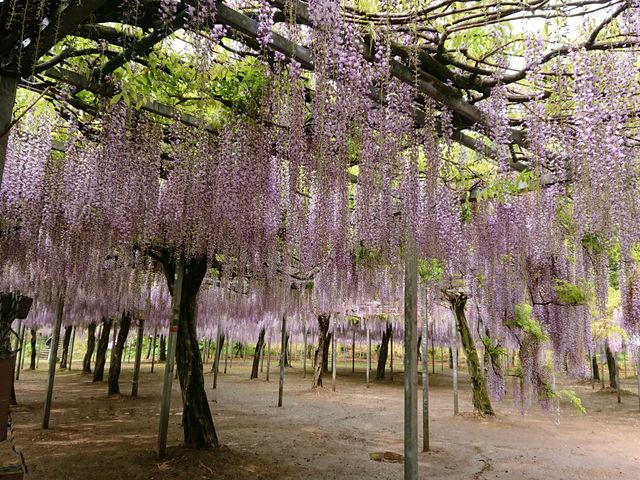藤の香りやさしく_和気神社