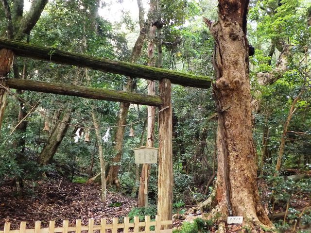 こぼらさんの気多大社社叢の投稿写真2