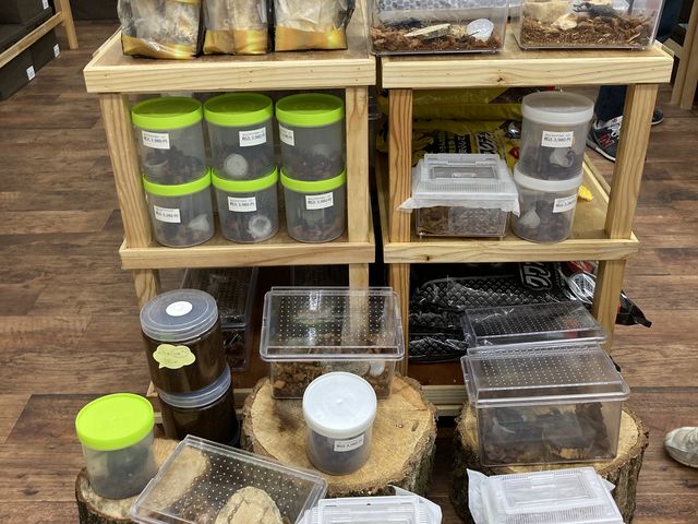 飼育グッズ_たつのみんなの昆虫館