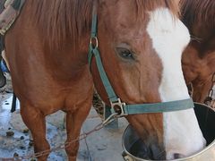 りなさんの阿蘇ハイランド乗馬クラブへの投稿写真1