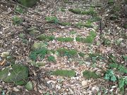 hiroさんの五馬街道の投稿写真1