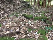 hiroさんの五馬街道の投稿写真2