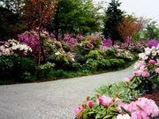 はるくんさんの上津江シャクナゲ園の投稿写真1