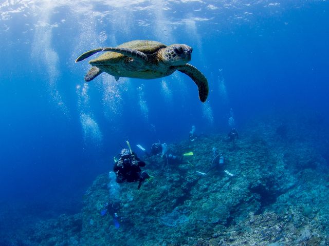 アオウミガメ_GTダイバーズ沖永良部島