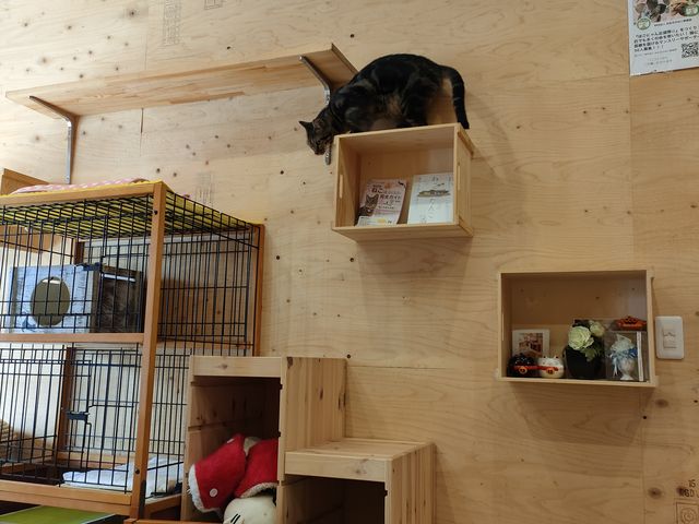 キャットウォークにいる黒猫_保護猫とカフェ ニャンとぴあ