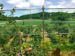 あさみむむさんの種本ファームへの投稿写真1