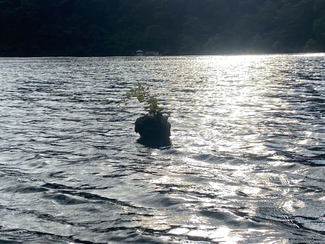 倒木に芽吹く緑_Naturance OutdoorStyle