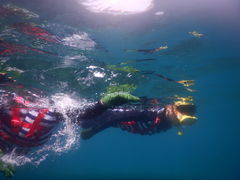 やーやんぱぱさんのリーフ レイダーズへの投稿写真1