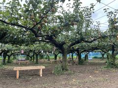 矢口果樹園の写真1