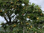 Ale3さんのTies 農縁の投稿写真2