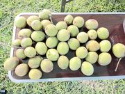 かるぽんさんの河川敷中央公園の投稿写真2