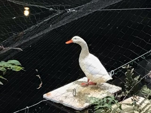 アヒルさん_天成園