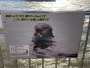 ウッキーさんの釧路川の投稿写真1