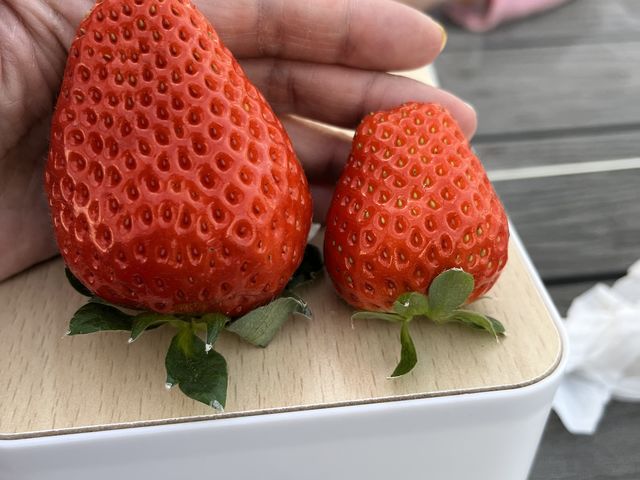 小さくても大きくても美味い。_げんちゃんのいちご園