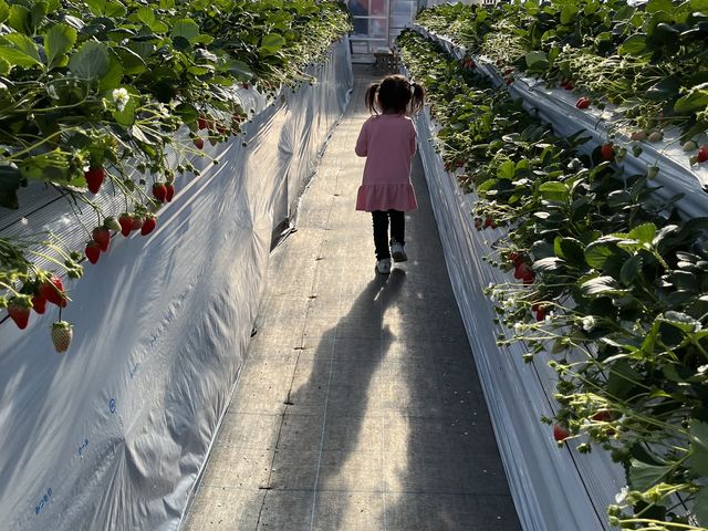 広々_げんちゃんのいちご園