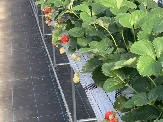 ハウス内_さくらファーム