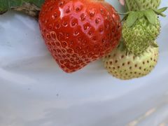 猛ちゃんさんのさくらファームへの投稿写真2