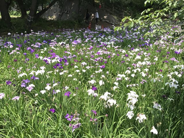赤堀しょうぶ園_赤堀花しょうぶ園