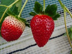 近ちゃんさんの白浜いちご狩りセンターへの投稿写真4