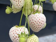 のりさんの観光農園 Bee my Berryの投稿写真1