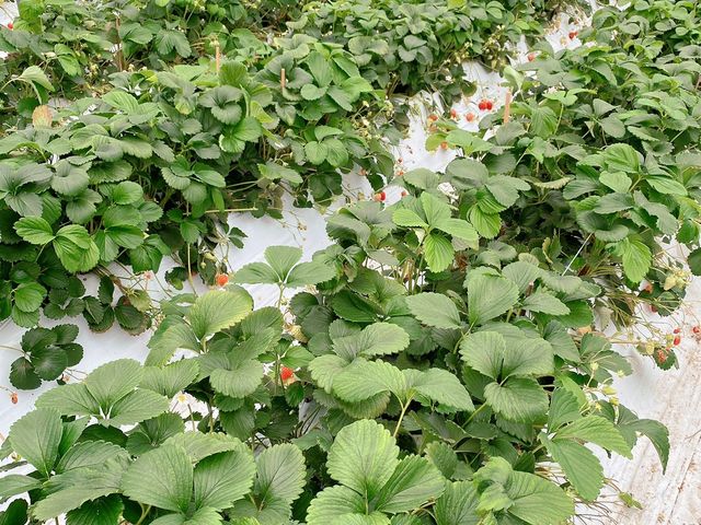 いちご畑_竹ノ内観光農園