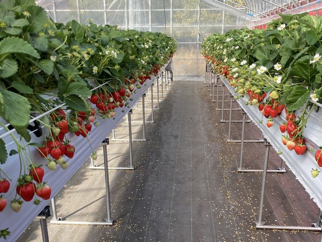 食べ比べのいちごの解説もありがとうございました_strawberryfarm シャインベリー