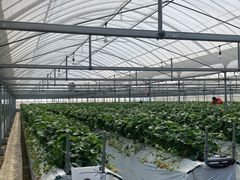 みかんさんのSEN's Berry Farmへの投稿写真1