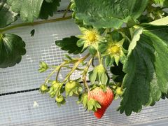 SEN's Berry Farmの写真2