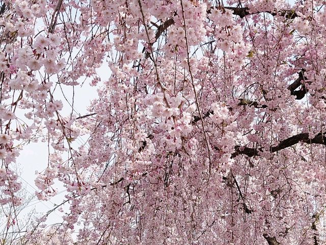 満開のしだれ桜_日中線しだれ桜並木