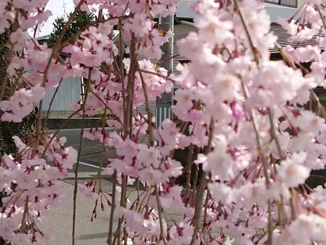 見事なしだれ桜_日中線しだれ桜並木