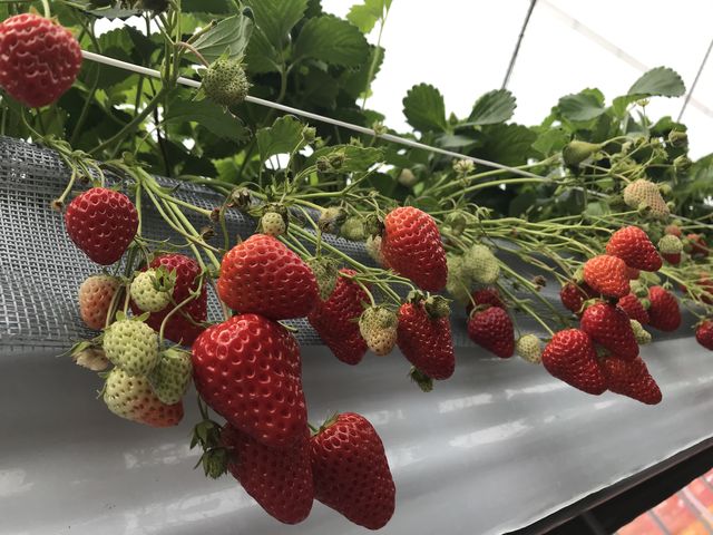 たわわな苺たちー_strawberryfarm シャインベリー